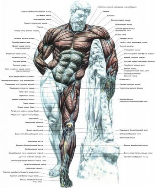 corpo_umano