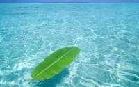 sea e