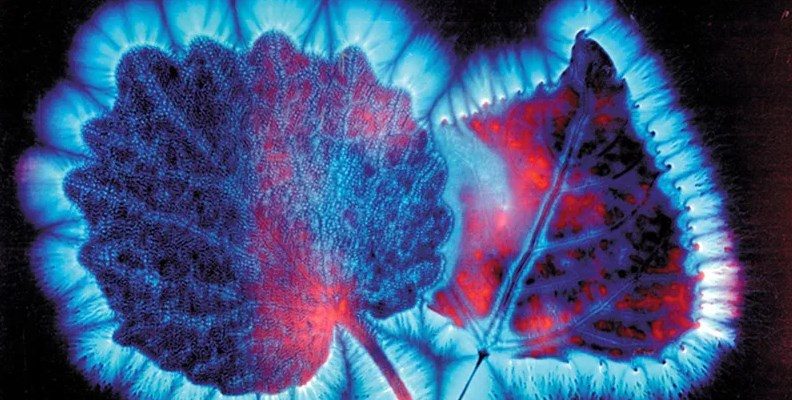 effekt-kirlian-podrobno