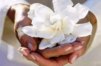 reiki-programma