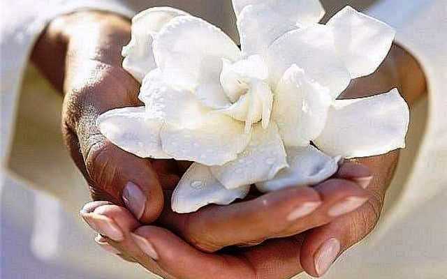 reiki-programma