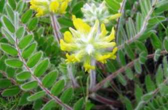 astragal