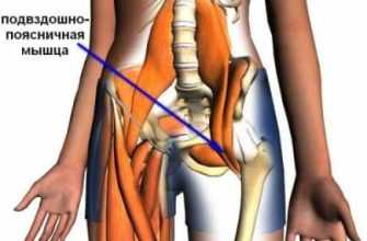 Подвздошно поясничная мышца
