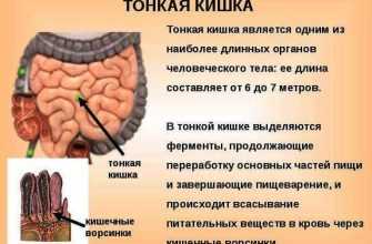 tonkaya kishka