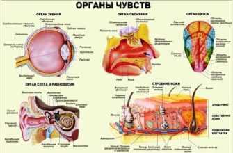 organy_chuvstv