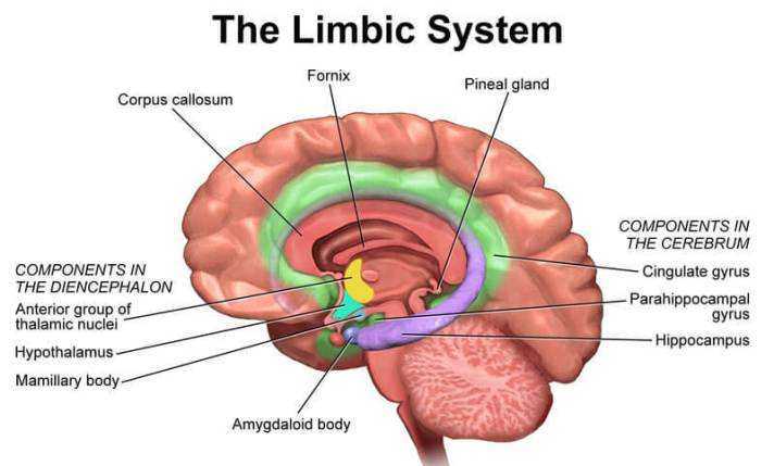 limbic_sistema