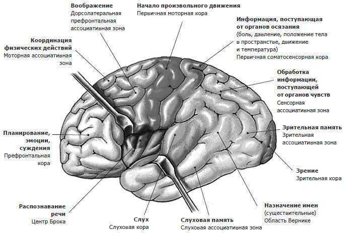 prefrontalnaya_kora