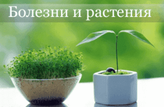 rostki_ot_bolezni