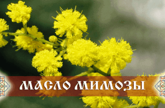 maslo-mimozi